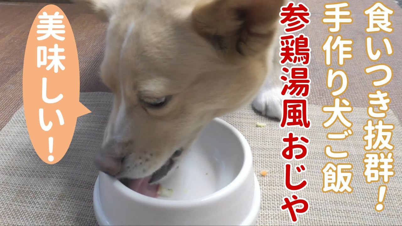 犬 ご飯 参鶏湯風おじやのレシピ 帝塚山ハウンドカム Youtube