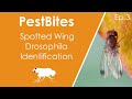 Spotted wing drosophila identification | PestBites by Cesar