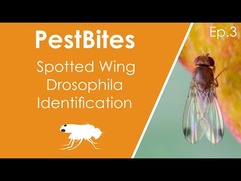 Video: Mikä on Spotted Winged Drosophila - Spotted Winged Drosophila ehkäisee puutarhoissa