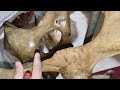 Hip bone of ox , illium, ischium, pubis bone of ox. veterinary anatomy, #VETERINARY #ANATOMY #NDVSU 
