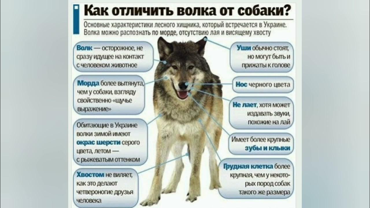 Как отличить волка. Как отличить волка от собаки. Волк и собака сравнение. Сравнение Волков и собак. Как распознать волка.