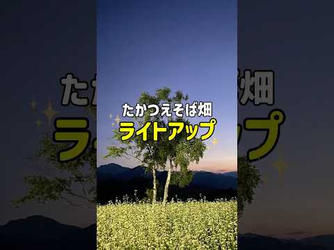 珍しい夜景🌃たかつえそば畑ライトアップ✨福島県南会津町 #旅行 #夜景#絶景 #夜景スポット #japantravel #nightview #fukushima