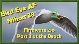Bird Eye AF Nikon z8 Firmware 2.0 Part 2 at the Beach