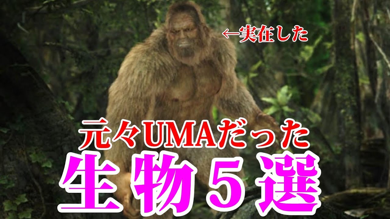 もともとumaだと思われていた生物が意外すぎるw 未確認生物 都市伝説 Youtube