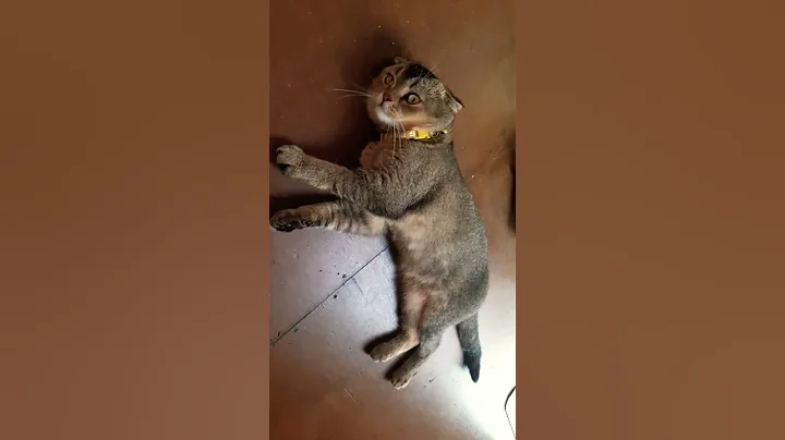 Video 9720481: cat britishshorthair kucing kitten, britishshorthair cat cute kucing, britishshorthair cat funny kitten