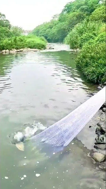 JALA IKAN TEPAT DISARANG IKAN NILA, SEKALI TEBAR DAPAT BANYAK #SHORTS #JALAIKAN