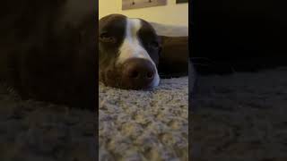 Betty Chilling After A Long Walk