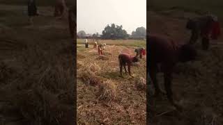 Haye Haye Yeh Majboori Song