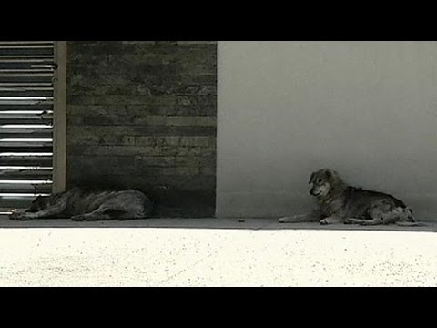 Vidéo: Un Tribunal Roumain Se Prononce Contre Le Projet De Loi Sur L'euthanasie Des Chiens Errants