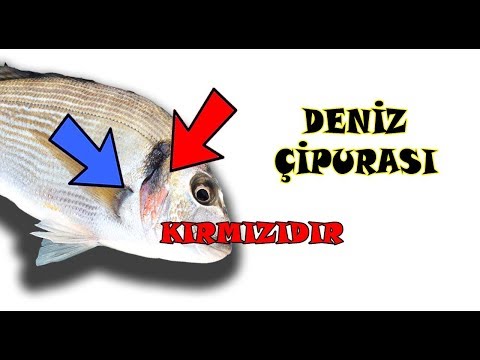 Deniz Çipurası Nasıl Anlaşılır