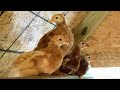 Make a DIY Chicken Feeder in Under 10 Minutes - Easy &amp; Inexpensive