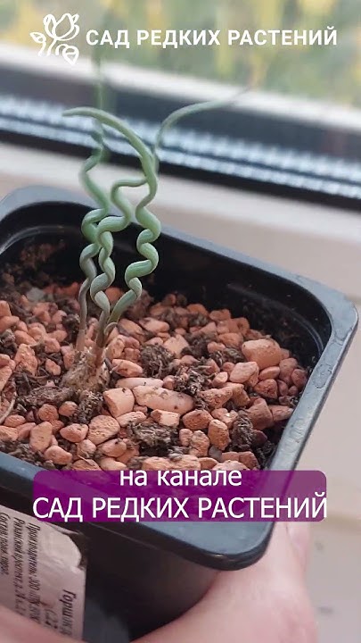 Трахиандра тортилис Trachyandra tortilis новое растение в коллекции # ...