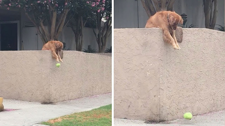 Dog Purposely Drops Ball To Get Strangers To Play Fetch