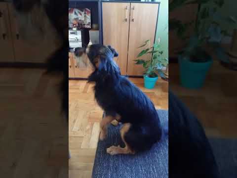 German hunting terrier want's to go out