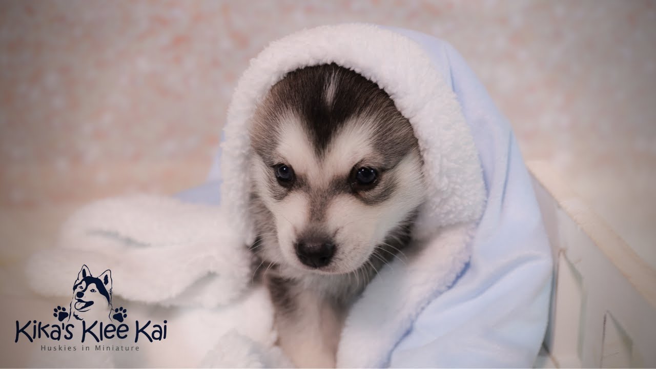 Alaskan Klee Kai Breed of Dog, Shop Klee Kai Dog