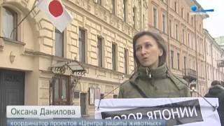 Телеканал Санкт-Петербург: Остановить убийство дельфинов в Японии Телеканал Санкт-Петербург: Остановить убийство дельфинов в Японии