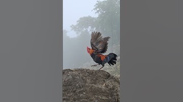 gà rừng. qaib qus