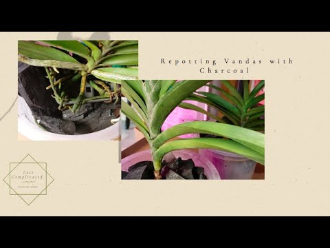 Potting Vandas In Charcoal | Less Complicated | Orchid Care