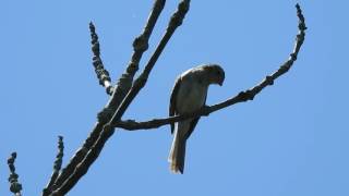 Field Sparrow Singing