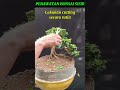 Perawatan Bonsai Sisir #bonsai #winatabonsai #bonsaitree #caraperawatanbonsai #satisfying #birds