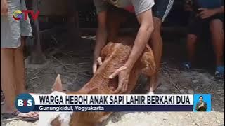 Heboh Anak Sapi Unik Lahir Berkaki Dua- BIS 24/09