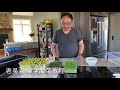 【老吴农庄】 - 黄豆（小金豆）、黑豆发芽教程，Kingswill Garden - Tutorial on How to Sprout Soy Beans at Home