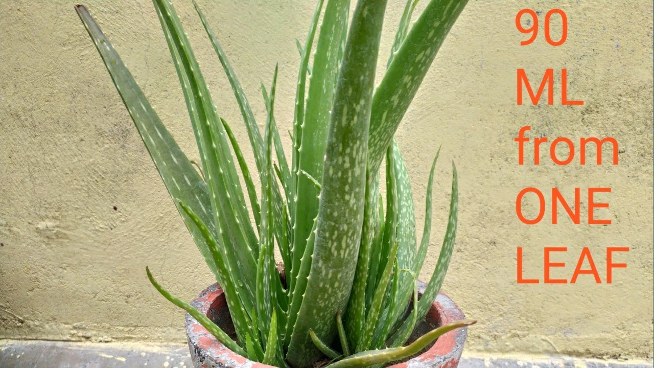aloe vera juice kaise banaye एलोवेरा ज्यूस remove poison from aloe vera