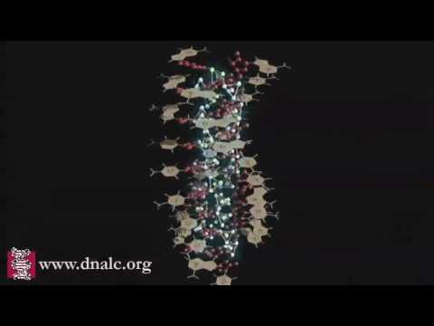 فيديو: ماذا اكتشف لينوس بولينج عن الحمض النووي؟