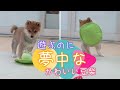 【豆柴】子犬　12/15　男の子♂A　摂州宝山荘　mameshiba dog Puppy （mame shiba inu)