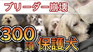 300頭の保護犬を救いにボランティアトリミング行ってきます【トリマー】