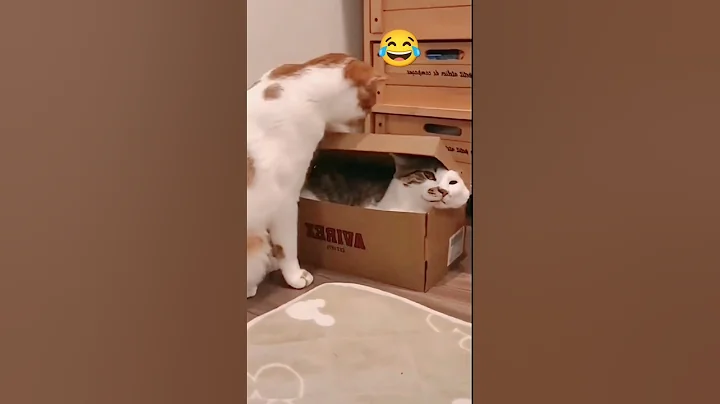 Video 4159231: pets cutecat, funniest cats dogs