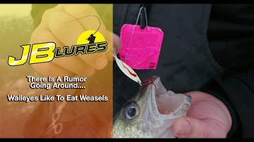 We Heard A Rumor That Walleyes Like To Eat Weasels | JB Lures | Gold Back Weasels