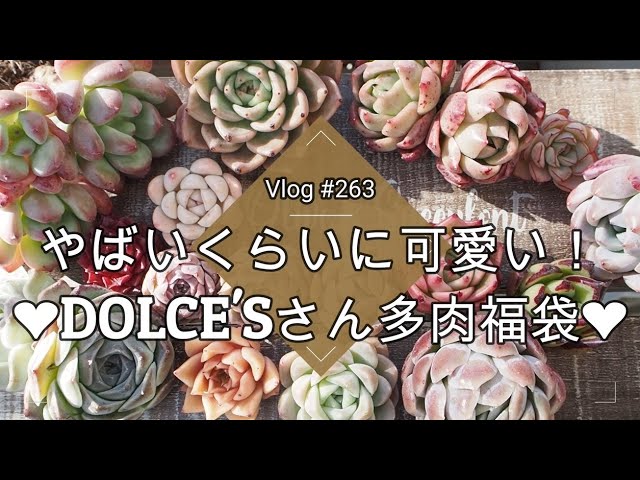 Vlog263】【多肉植物】やばいくらいに可愛い💖DOLCE 