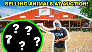 SELLING My BACKYARD FARM ANIMALS at the AUCTION!!! (Emotional)