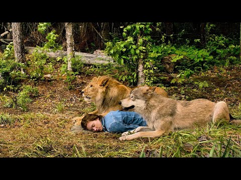 انهارت في الغابة وما حدش انقذها غير الذئب والأسد