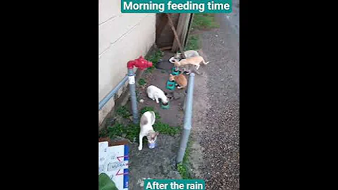 Watch the video about Morning feeding time #cats #eating #siamese #cute #manx #bobtail