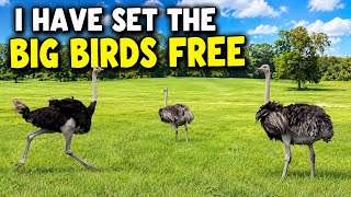 Why Did I Let My Ostrich and Herd Bull Run Free?