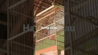 kinoy betina bahan rawatan satu Minggu langsung nembak...