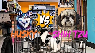 Husky VS Shih Tzu | Cute Dog playtime  ❤