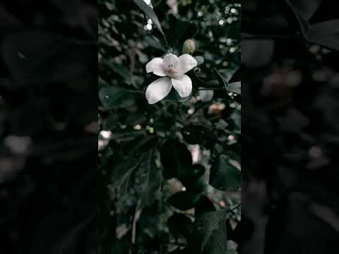 Care of Madhukamini / Kamini / Murraya Paniculata || मधुकामिनी की देखभाल