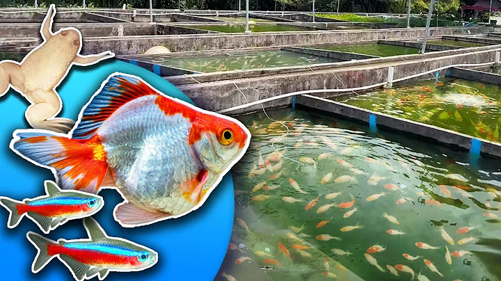 Inside a HUGE Tropical Fish Farm in China [Private Tour] - DayDayNews