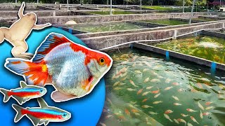 Inside a HUGE Tropical Fish Farm in China [Private Tour]