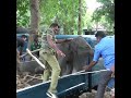 Lost Baby Elephant Rescued by Wildlife Officers #elephant