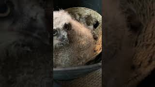 Baby Great Horned Owl Loves His Dinner