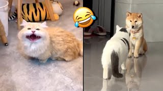 Funny Cats Dogs and other cute Animals🐱🐶 Funniest Animal Videos 2024💥