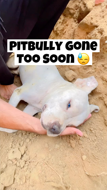 PitBully Gone Too Soon 😓