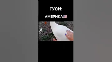 Гуси Америки vs Гуси России