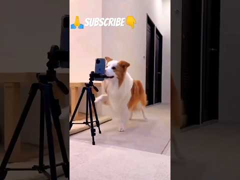 What is Establishment going to do with Imran Khan? Ayesha Siddiqa’s Explosive Revelations