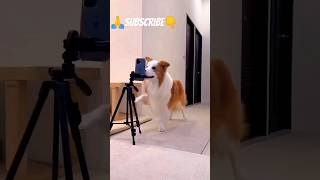 mujhe kya Posanda nahi karoge😭#doggy reels#viral #dogs
