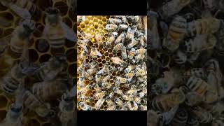 Can you spot the queen at the end of the video? #queenspotting #queenbee #beekeeping